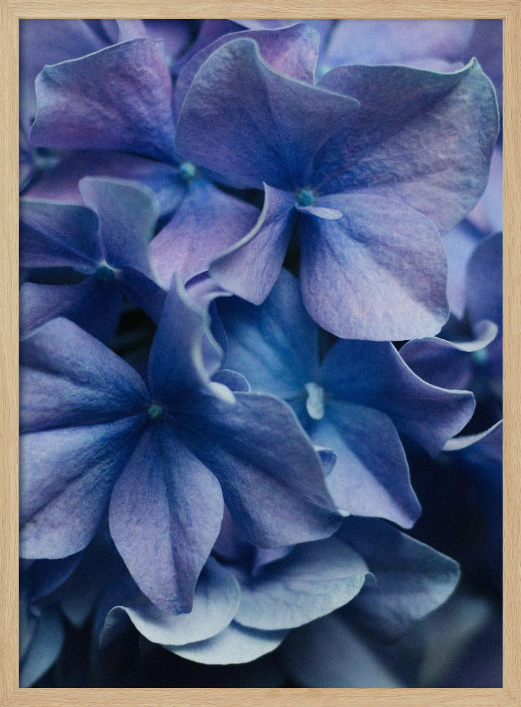 Vibrant Purple Hydrangea Flowers | Poster
