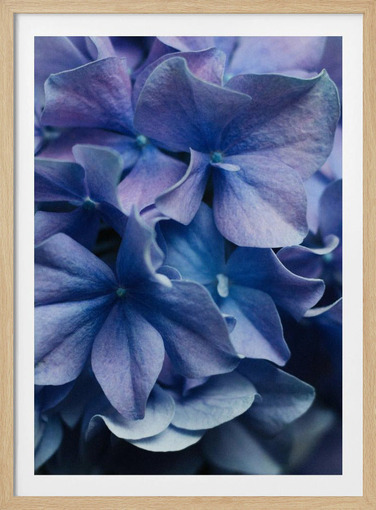 Vibrant Purple Hydrangea Flowers | Poster