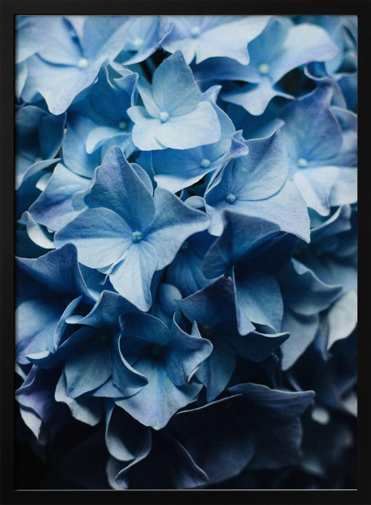Pretty Sight Blue Hydrangea | Poster