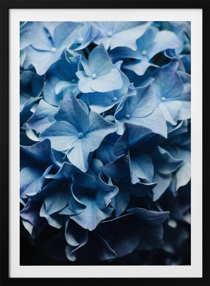 Pretty Sight Blue Hydrangea | Poster