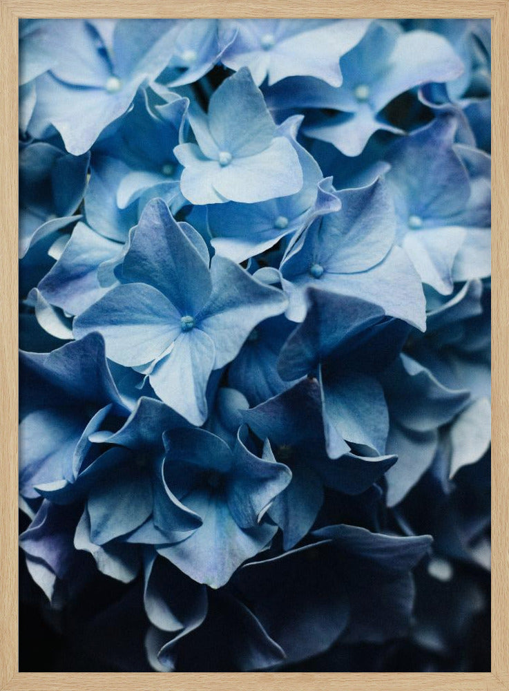 Pretty Sight Blue Hydrangea | Poster