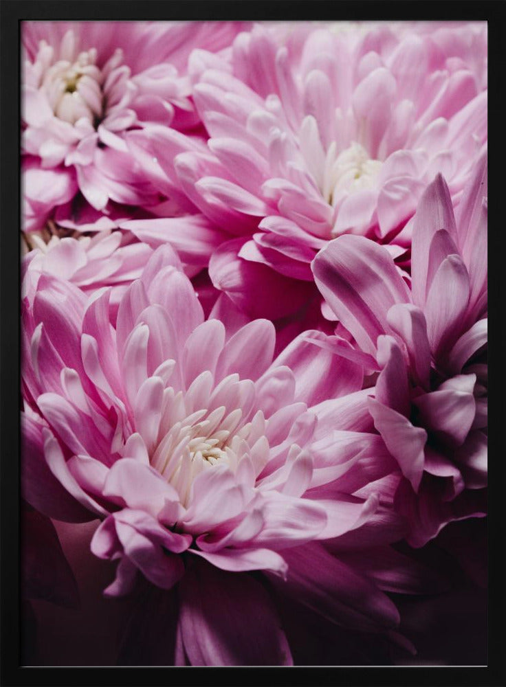 pink Chrysanthemum Blossom | Poster