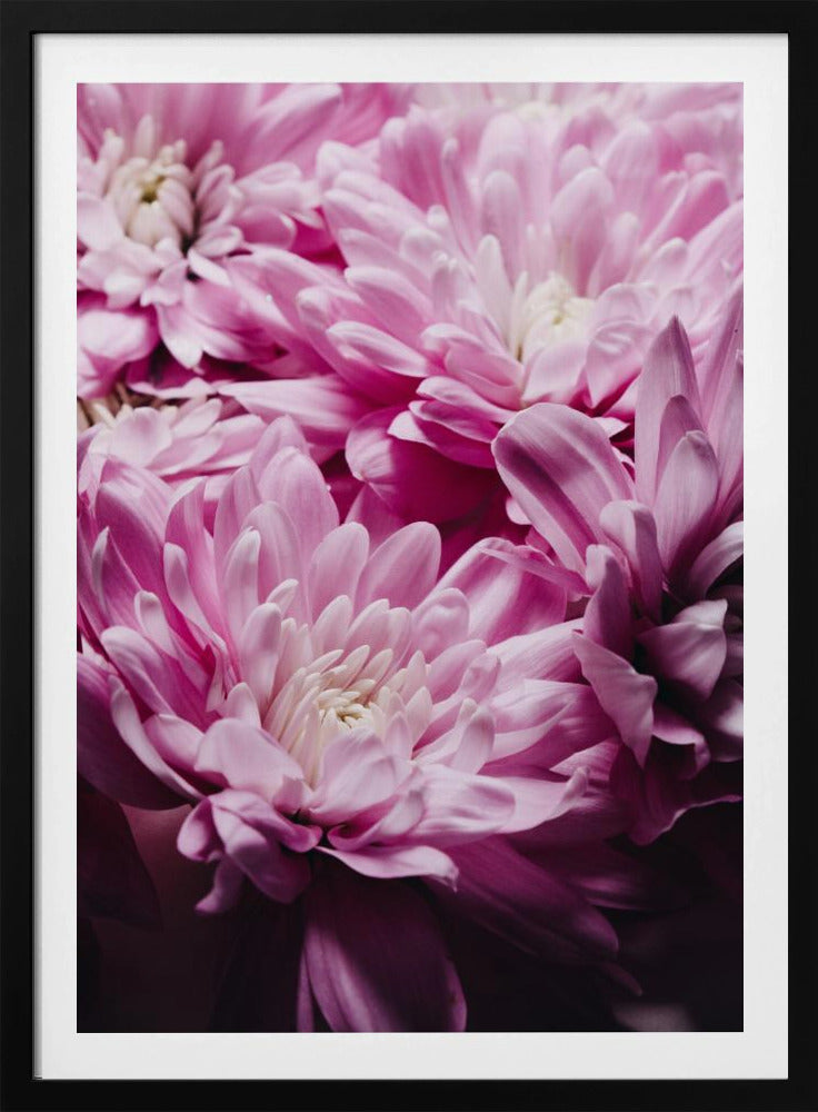 pink Chrysanthemum Blossom | Poster
