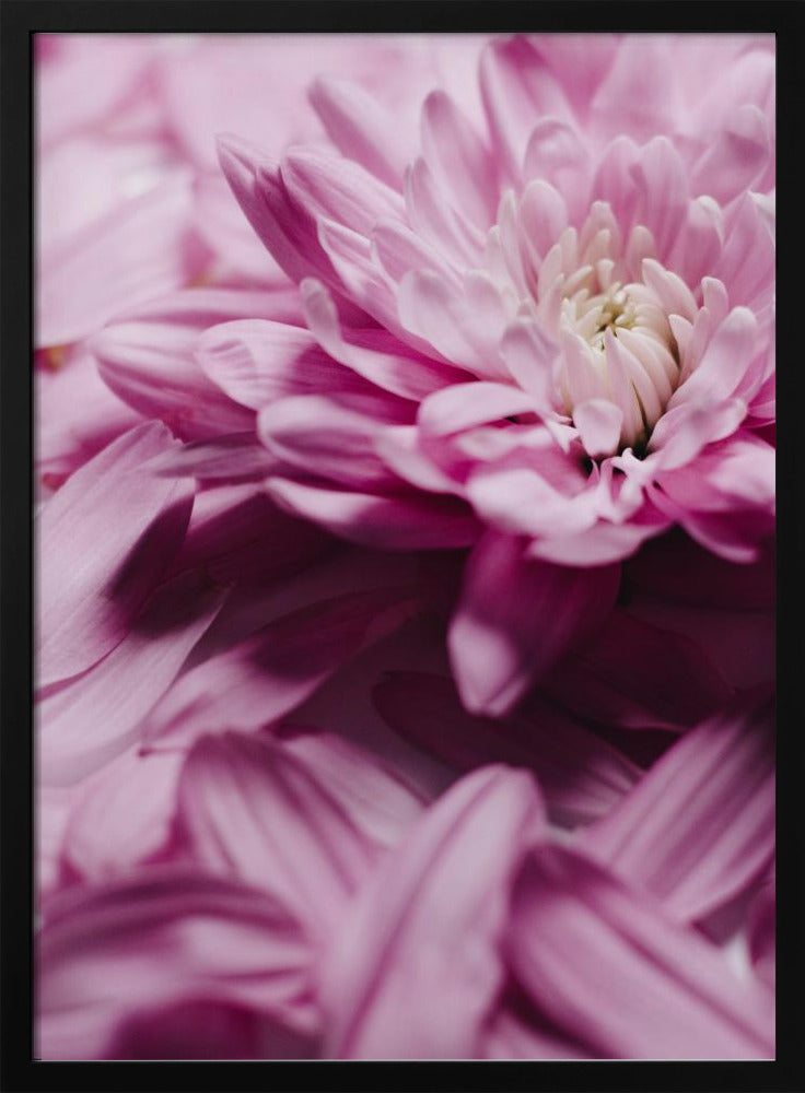 Pink Petal Symphony | Poster