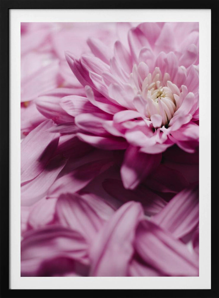 Pink Petal Symphony | Poster