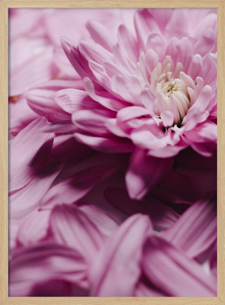 Pink Petal Symphony | Poster