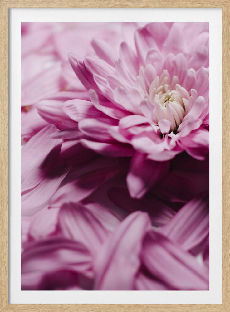 Pink Petal Symphony | Poster