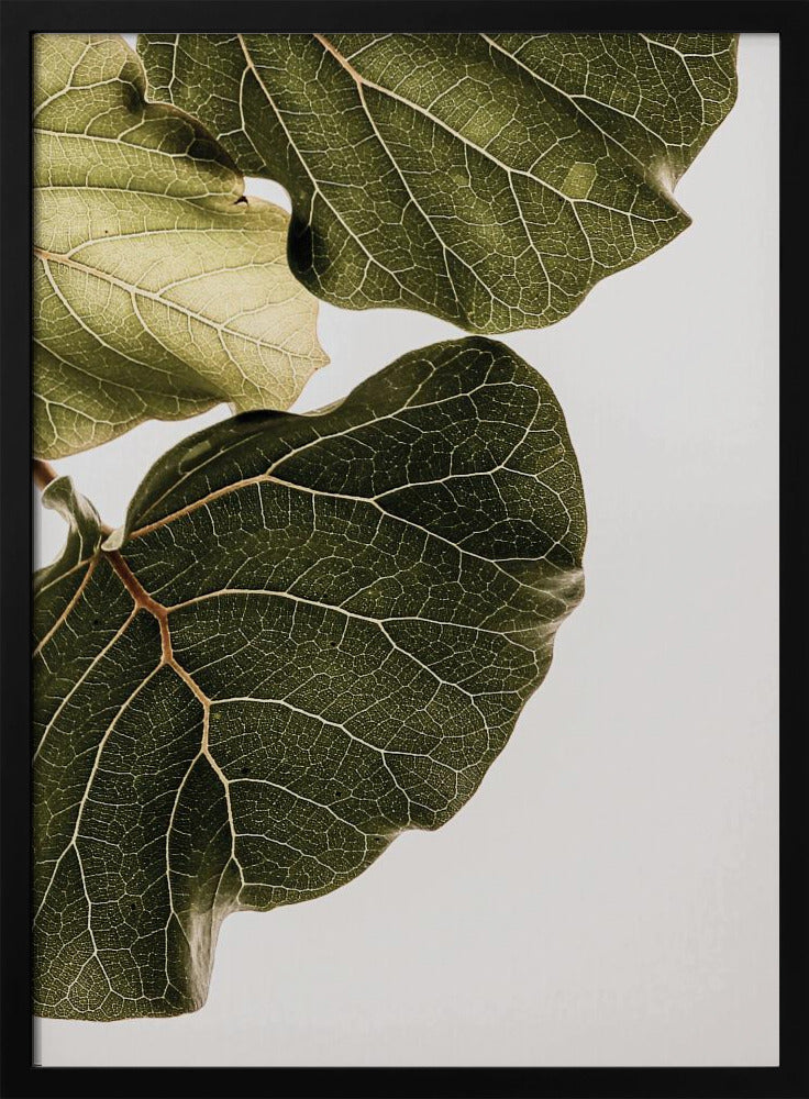 Leaf Veins Symphony | Poster