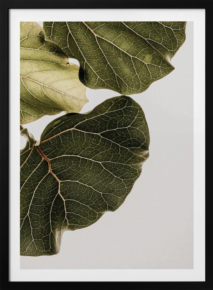 Leaf Veins Symphony | Poster