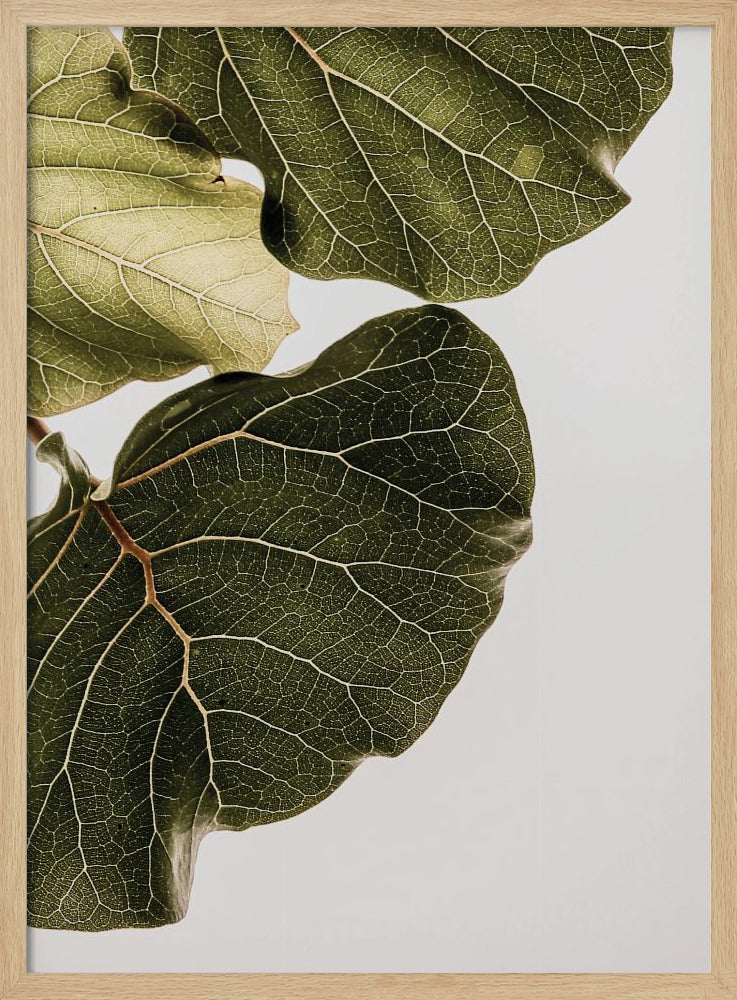 Leaf Veins Symphony | Poster