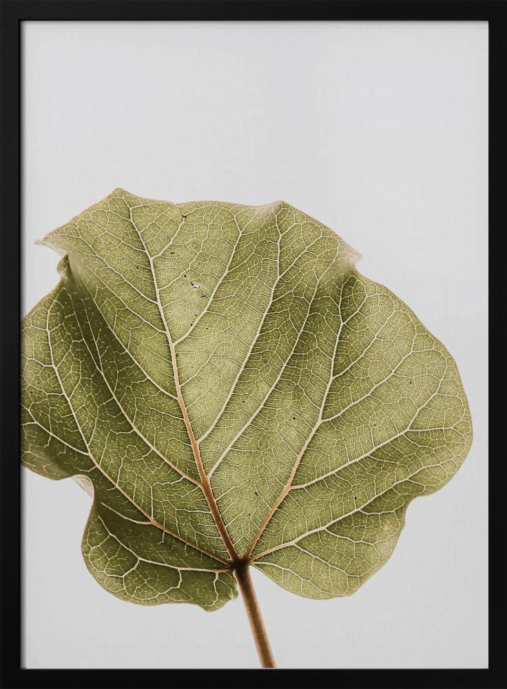Leaf Vein Symphony | Poster