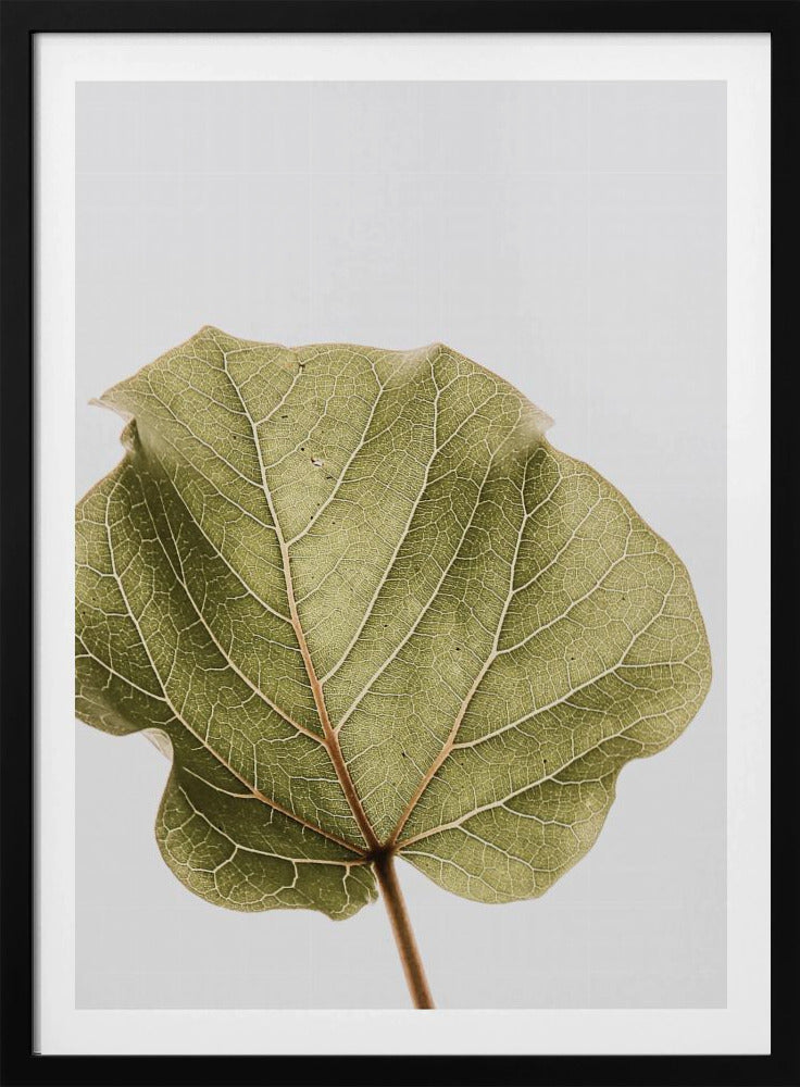 Leaf Vein Symphony | Poster