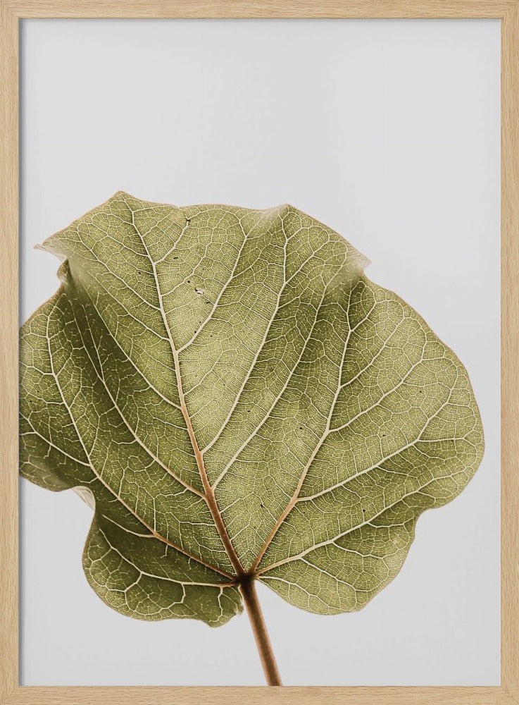 Leaf Vein Symphony | Poster