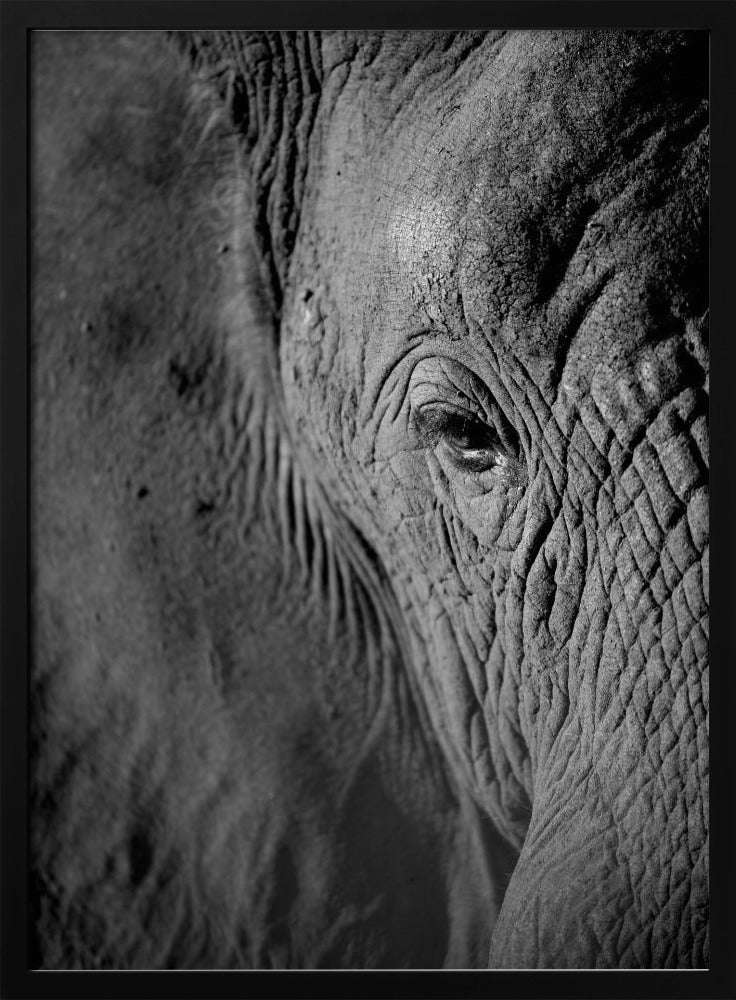 Majestic Wisdom | Poster