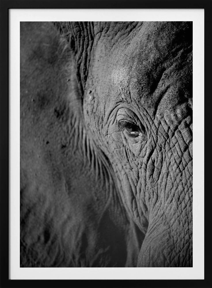 Majestic Wisdom | Poster