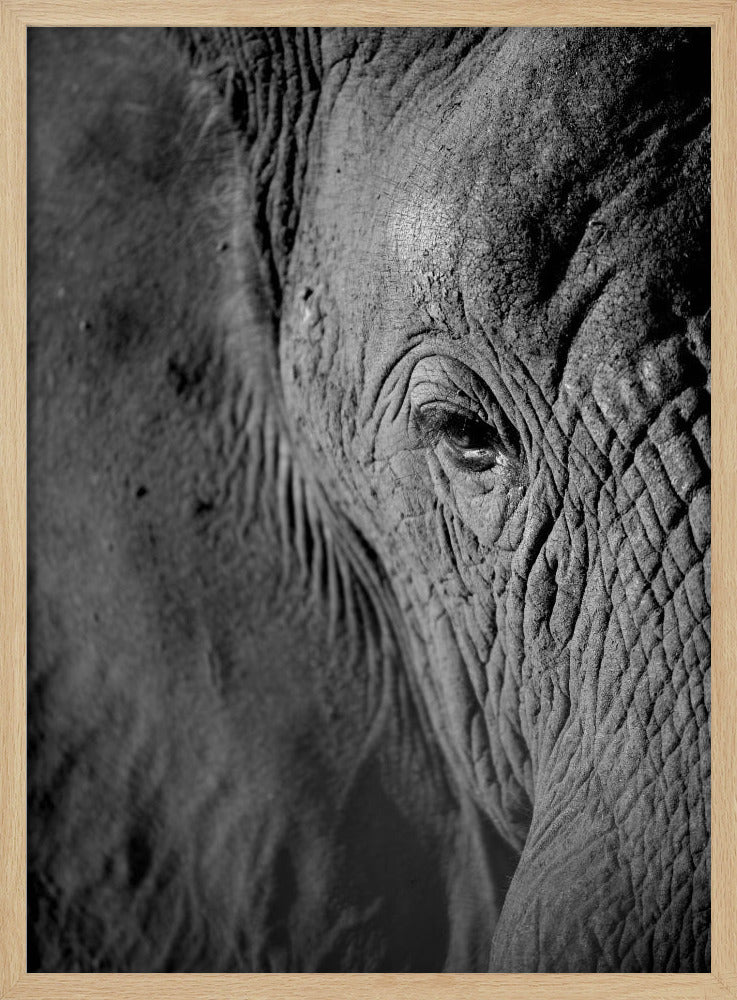 Majestic Wisdom | Poster