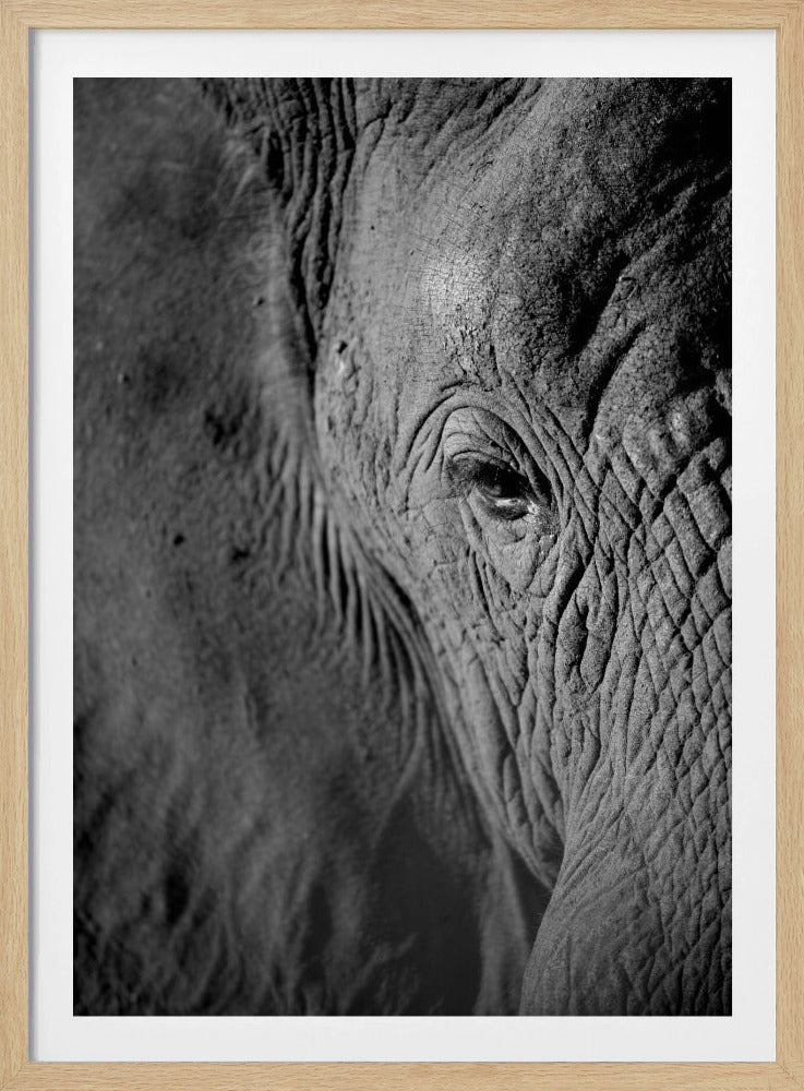 Majestic Wisdom | Poster