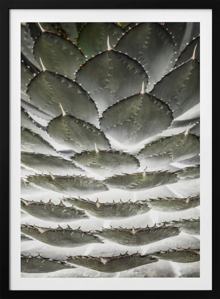 Spiral Succulent | Poster