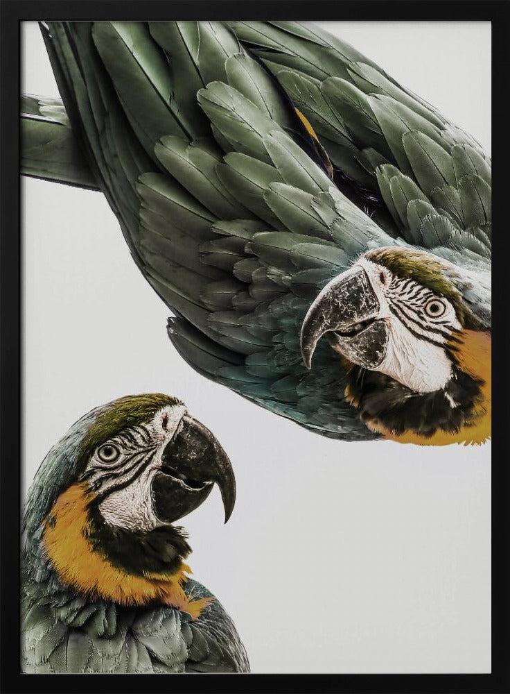 Vibrant Parrot Duo | Poster