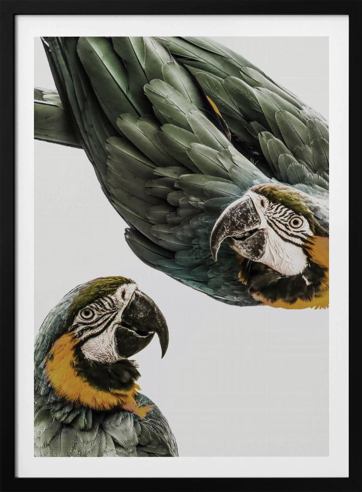 Vibrant Parrot Duo | Poster