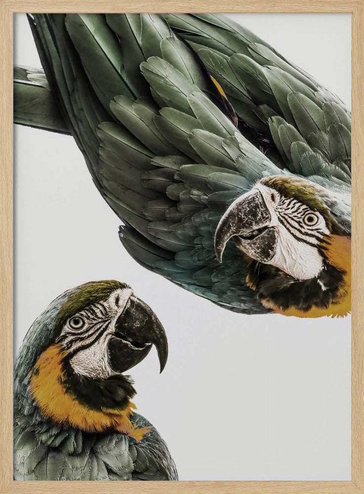 Vibrant Parrot Duo | Poster