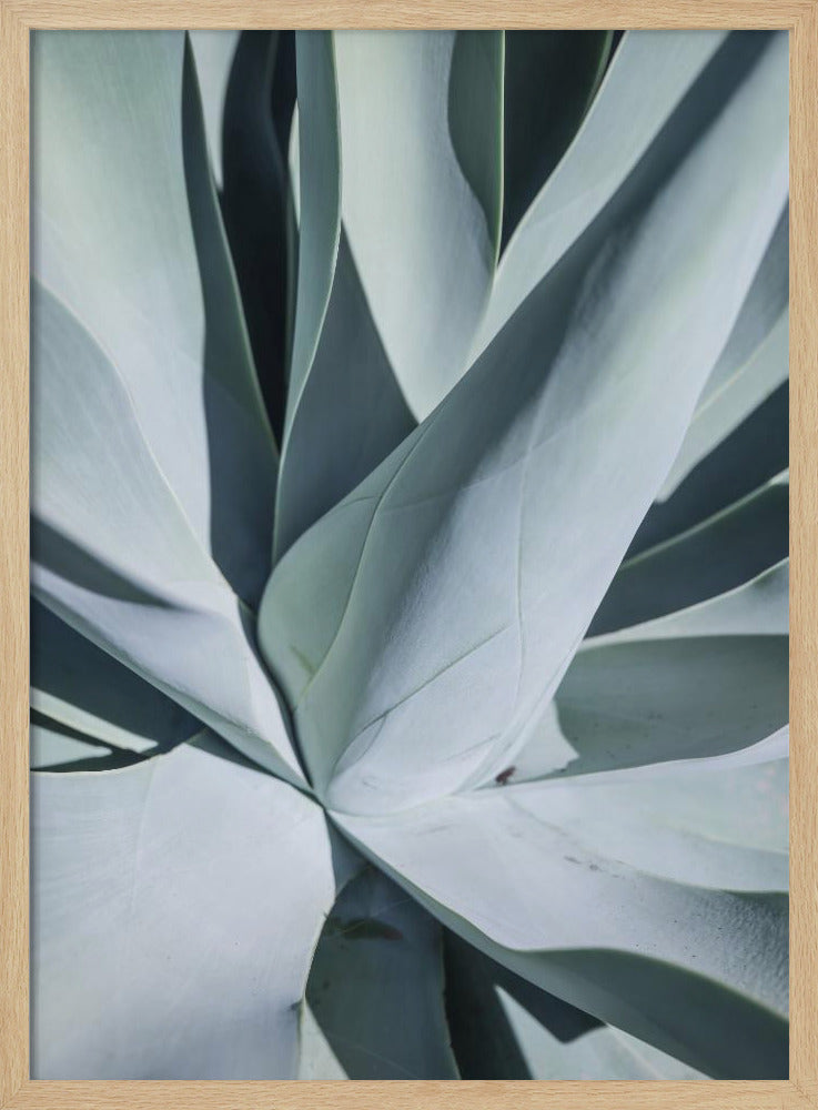 Succulent Symphony | Poster