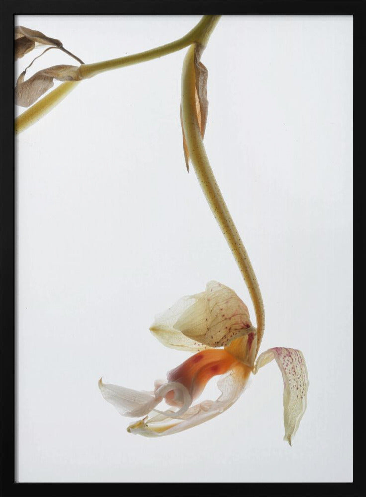 Elegant Decay | Poster