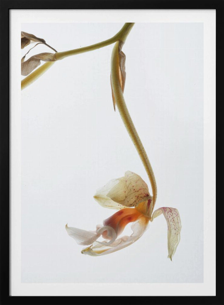 Elegant Decay | Poster