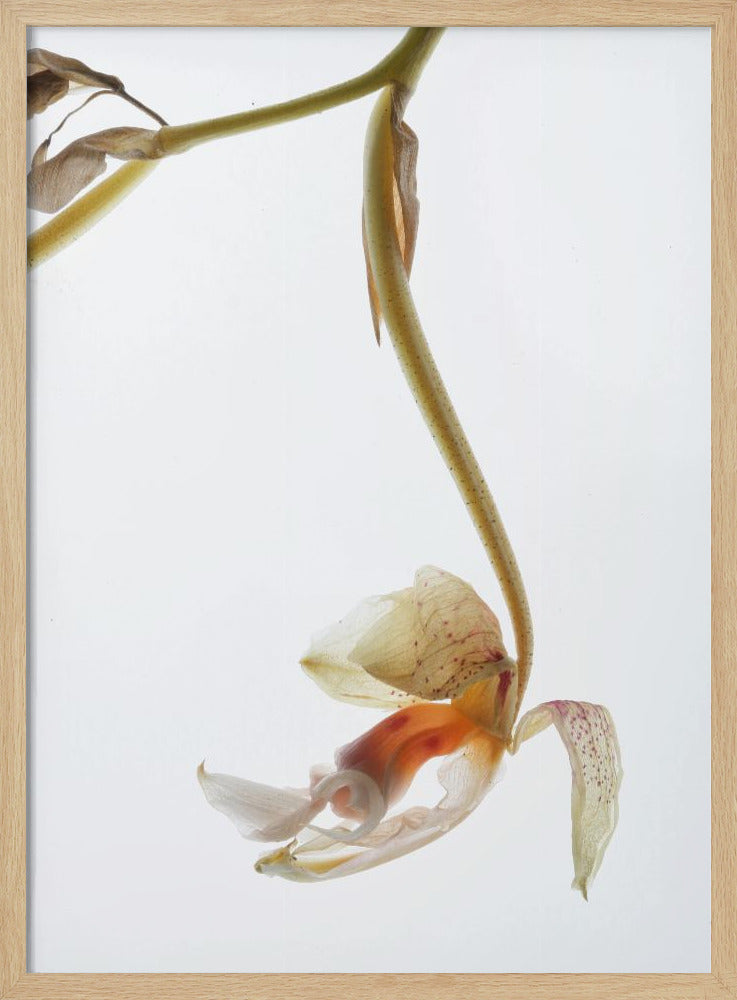 Elegant Decay | Poster