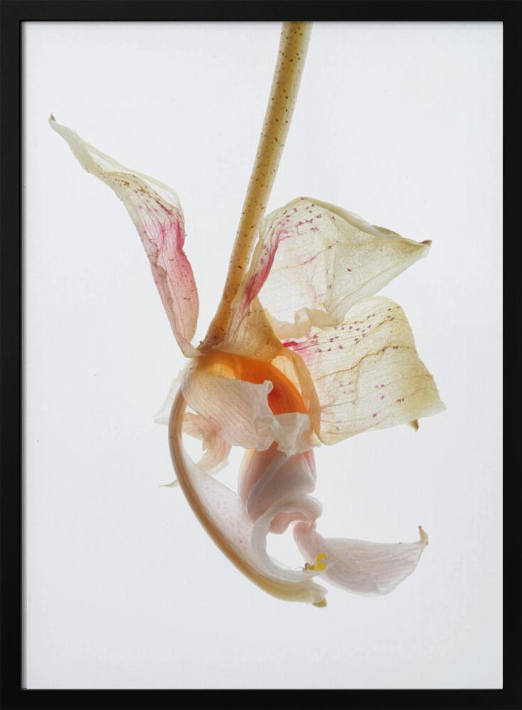 Petal Symphony | Poster