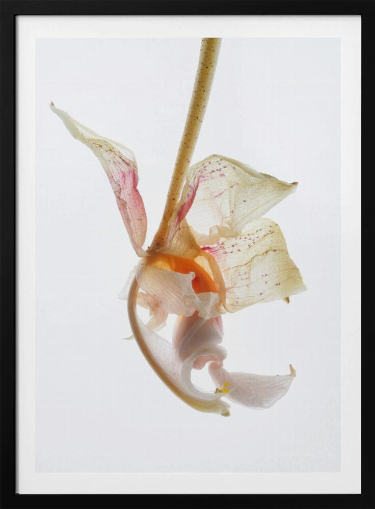 Petal Symphony | Poster