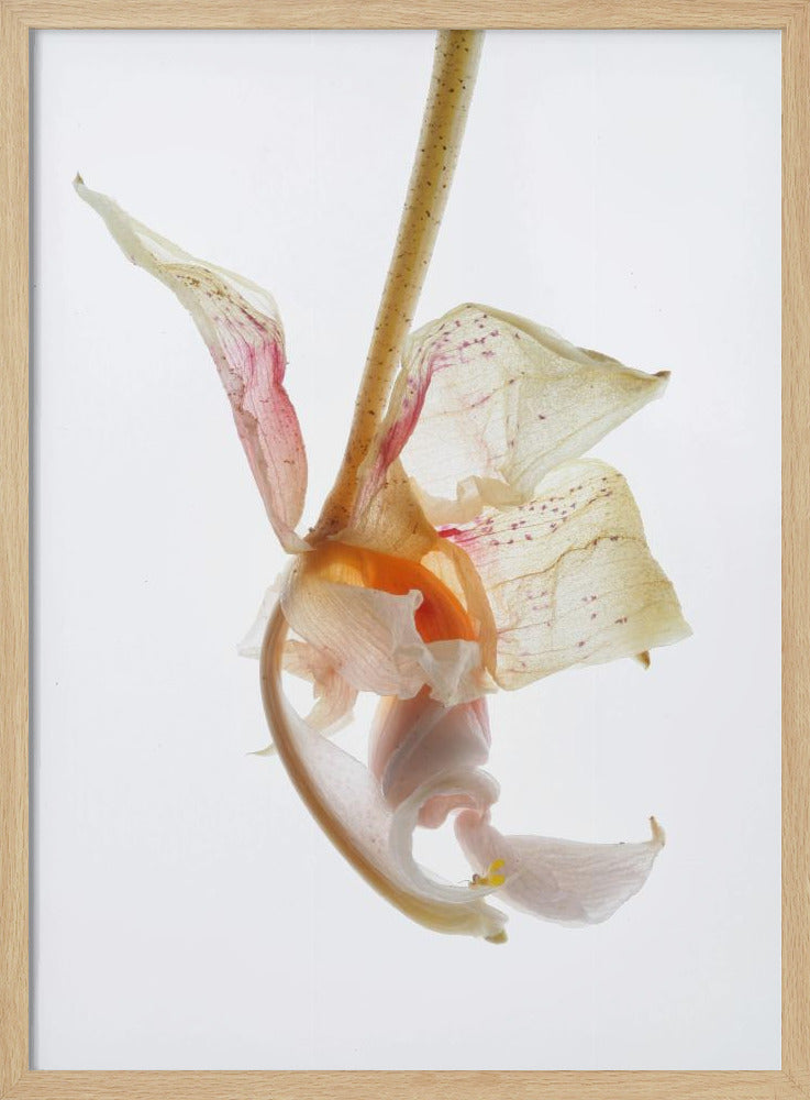 Petal Symphony | Poster