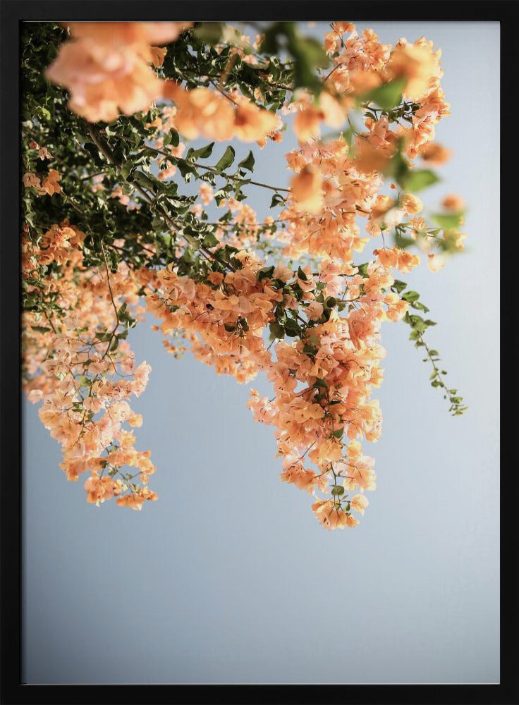 Golden Blossom Dance | Poster