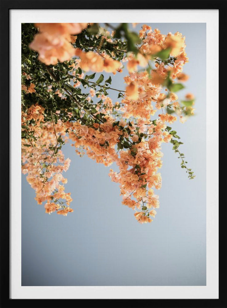 Golden Blossom Dance | Poster