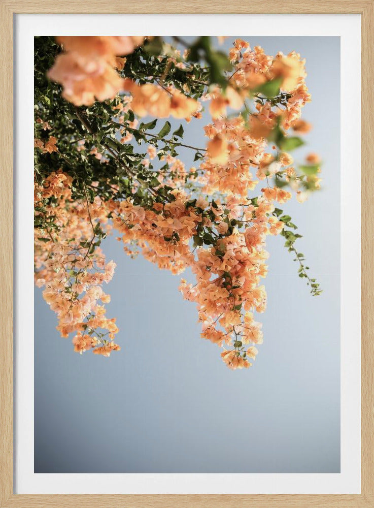 Golden Blossom Dance | Poster