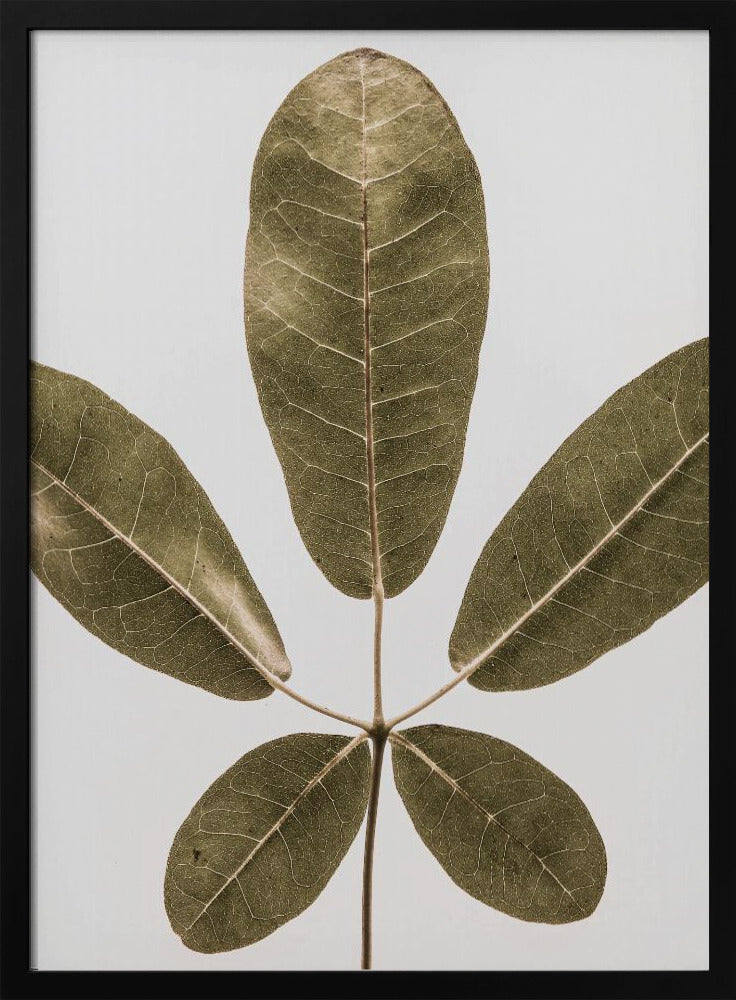 Five Leaf Harmony | Poster