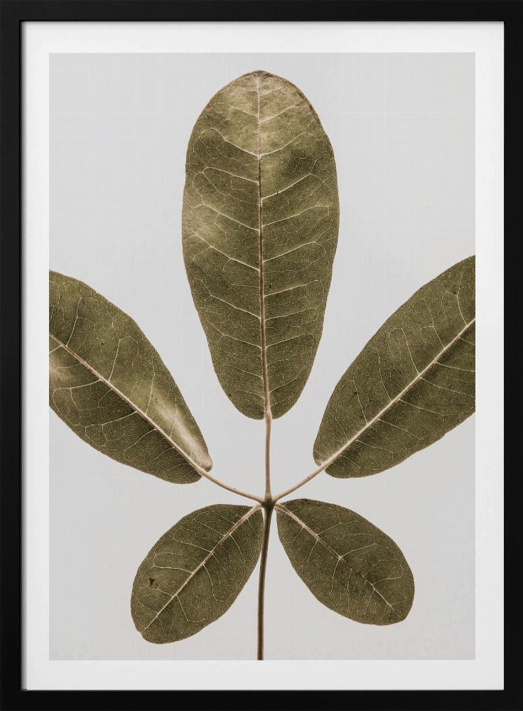 Five Leaf Harmony | Poster