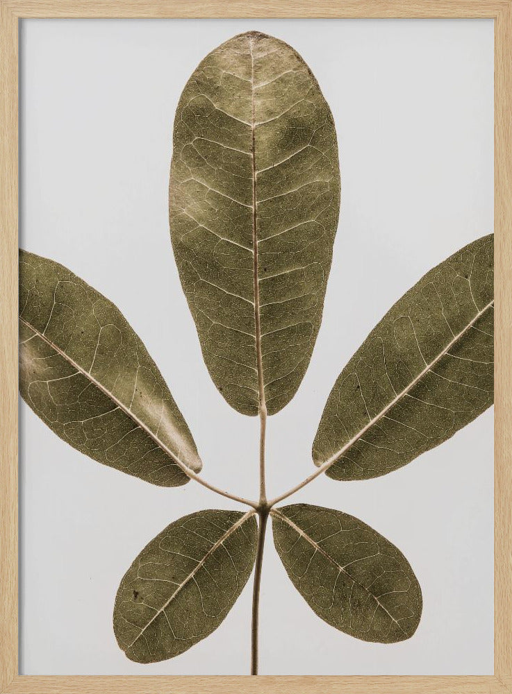Five Leaf Harmony | Poster