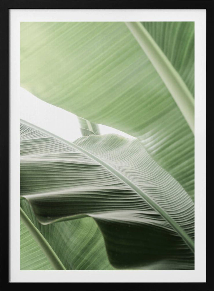 Leafy Serenity | Poster