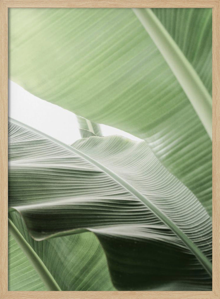 Leafy Serenity | Poster