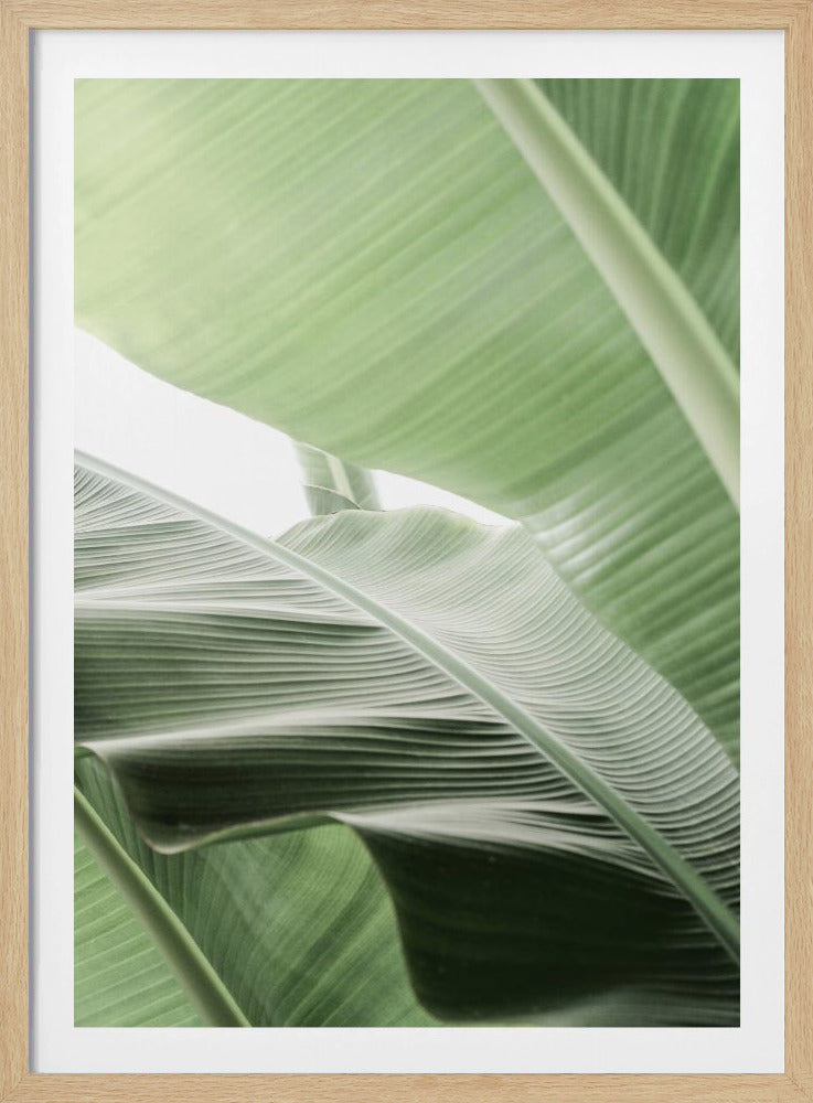 Leafy Serenity | Poster