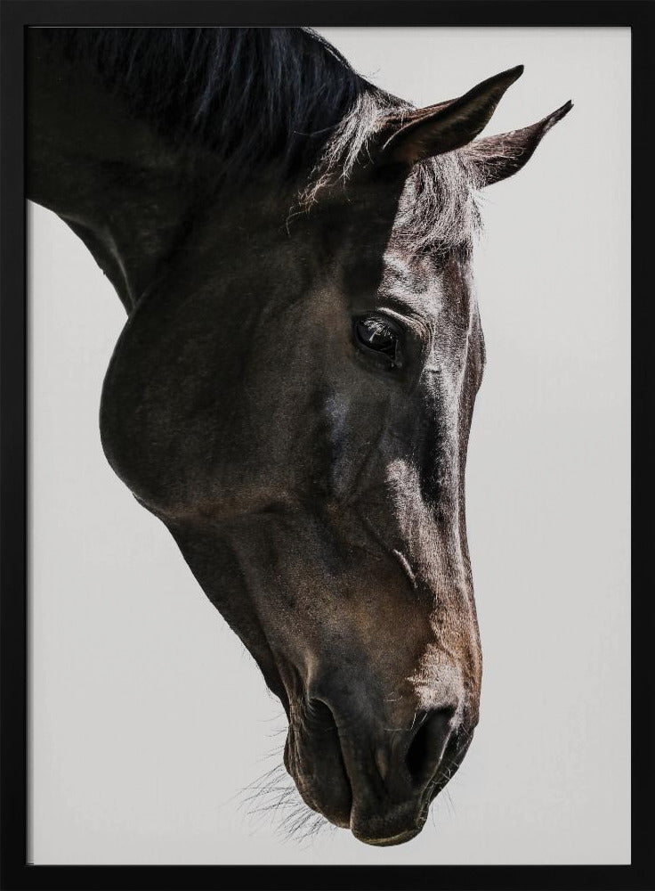 Gentle Equine Gaze | Poster
