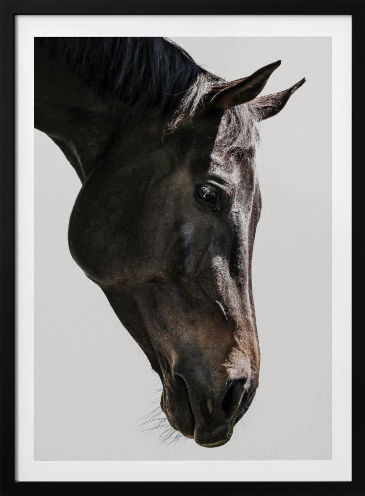 Gentle Equine Gaze | Poster