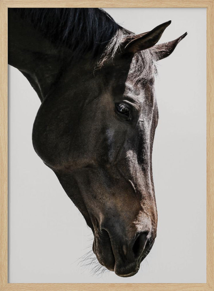 Gentle Equine Gaze | Poster
