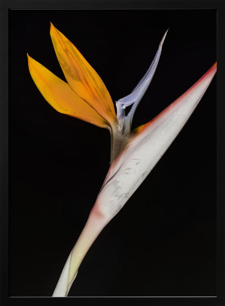 Bird of Paradise | Poster