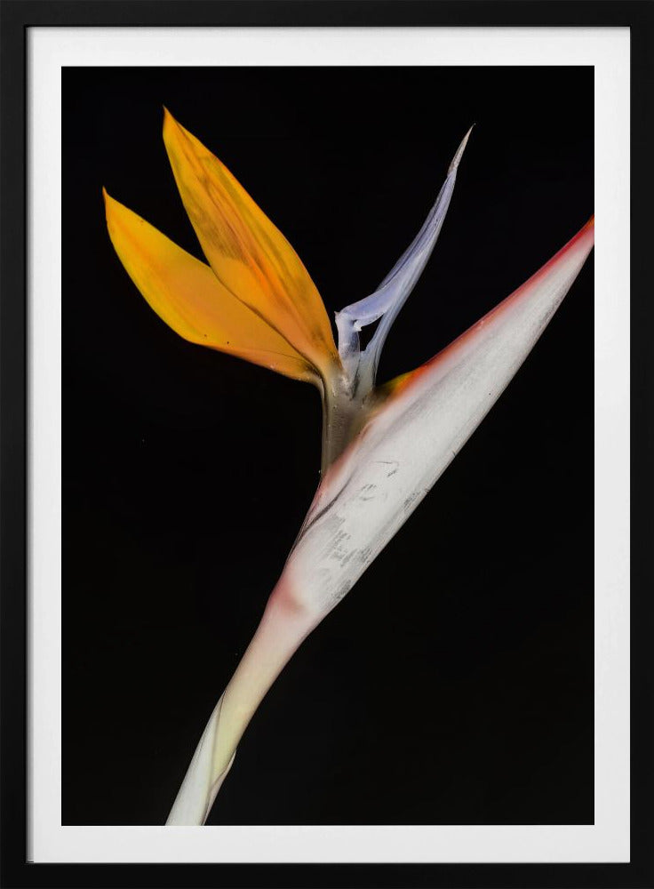 Bird of Paradise | Poster