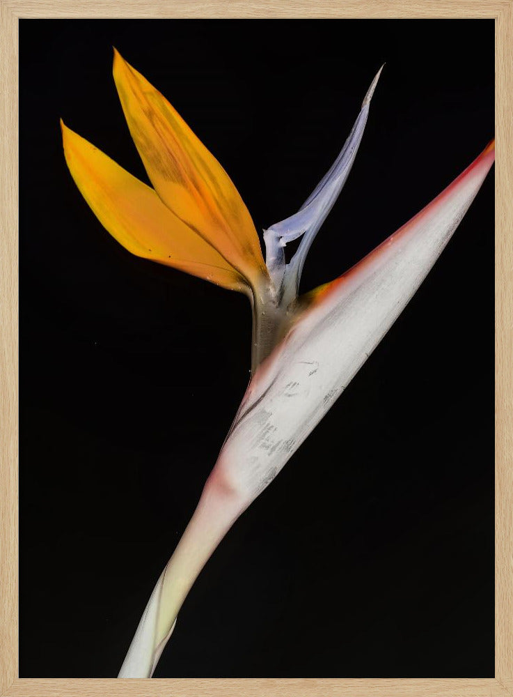 Bird of Paradise | Poster