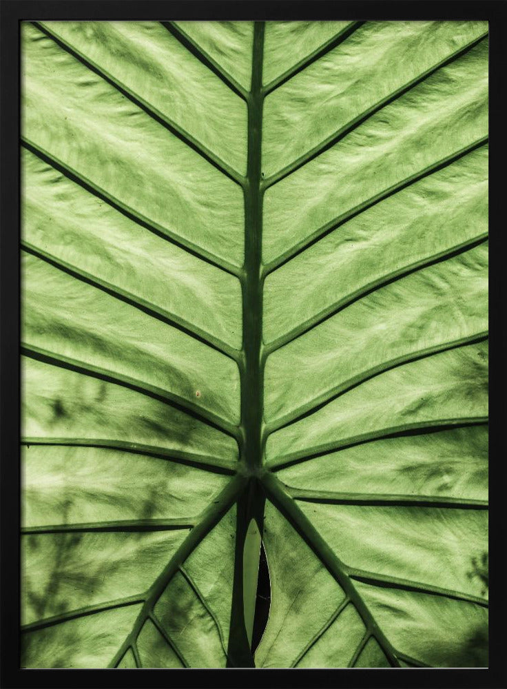 Leaf Vein Symphony | Poster