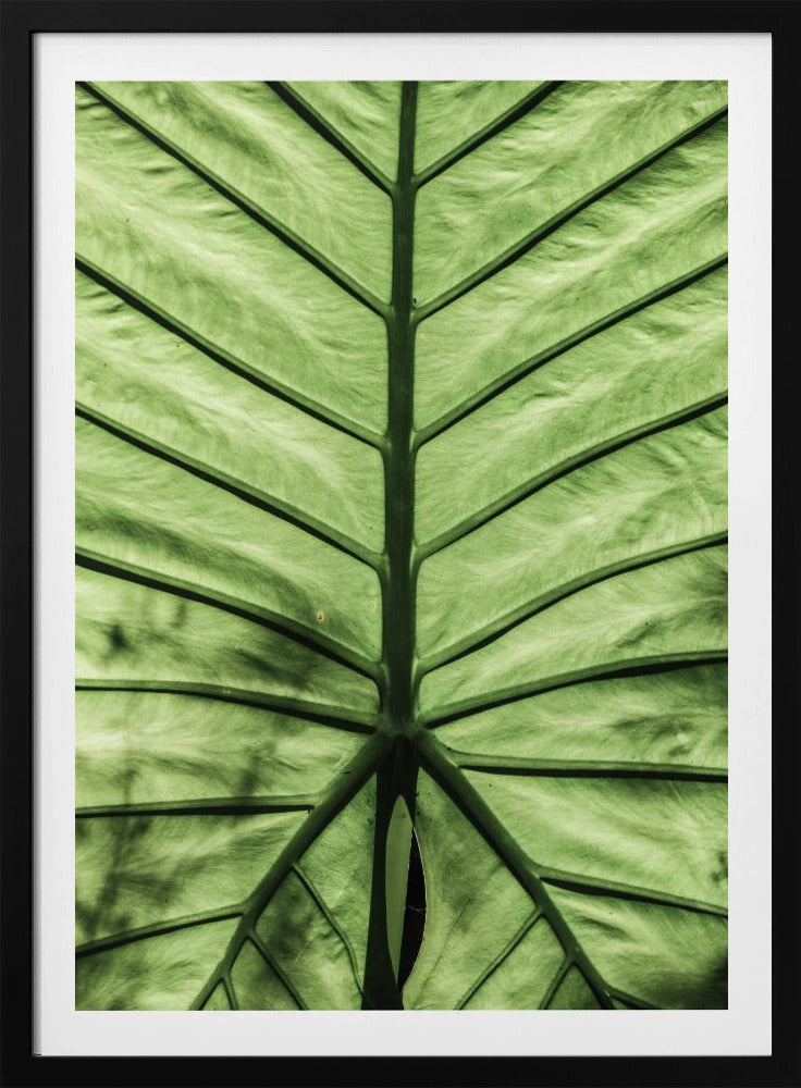 Leaf Vein Symphony | Poster