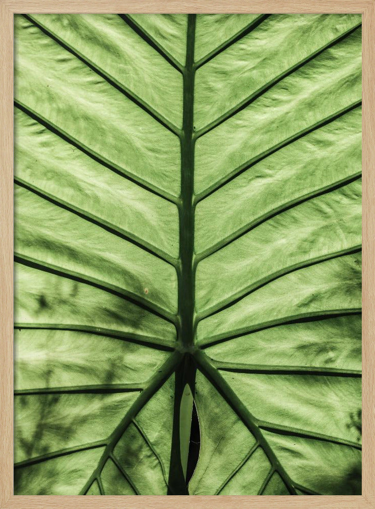 Leaf Vein Symphony | Poster